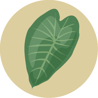 Kalo Graphic Icon