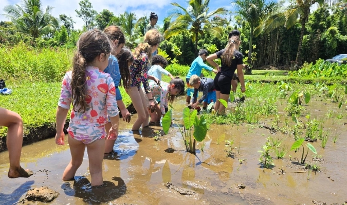 Maui kids in a kalo patch learning and having fun at a Hawai‘i Nature Center program